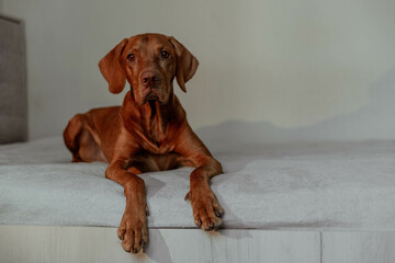 Red dog Vizsla lying on bed in house