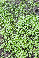 the green leaves of the wild plants that thrived, blanketing the groun
