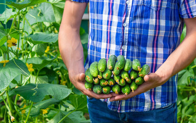 freshly picked cucumbers in hands. Selective focus.