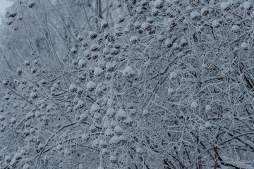 Shrub branches covered with frost and snow