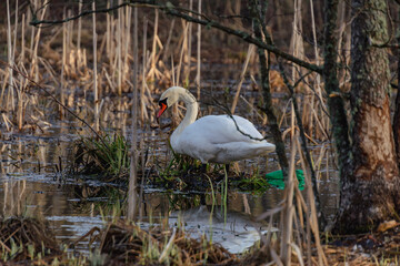 white swan and green bottle in the park pond