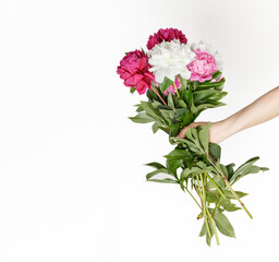 beautiful peonies in the hands of a girl on a white background