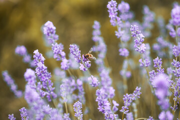 Obraz premium Honey bee pollinates lavender flowers. Plant decay with insects., sunny lavender. Lavender flowers in field. Close-up macro image wit blurred background.