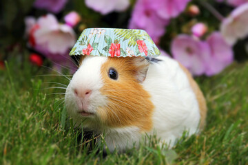 Guinea pig in a hat with flowers  - 615047688