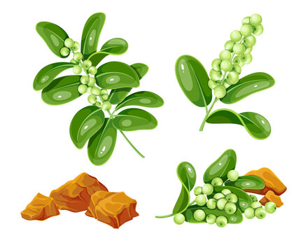 Guggul set vector illustration. Cartoon isolated pieces of gugul gum extract, Indian mukul myrrh tree branch with with green leaf and berry fruit, resin and guggul plant for Ayurveda medicine