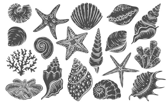 Seashell glyph icon vector illustration. Stamp of tropical marine animals with shells, underwater fauna of sea and ocean, aquarium collection with starfish and clam shell, shellfish mollusk and snail