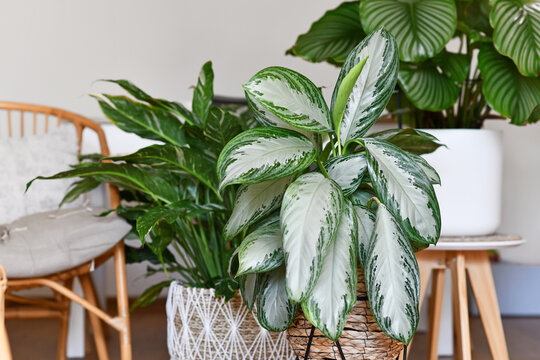 Potted tropical 'Aglaonema Silver Bay' houseplant with silver pattern in basket  with other houseplants in blurry background