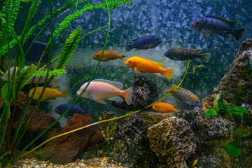 Pseudotropheus zebra, red african cichlid mbuna swimming in aquarium water wtih decor. Famous fresh...