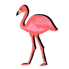 illustration of a flamingo