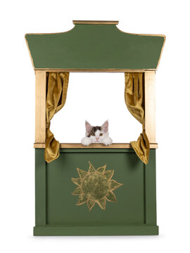 Cute Maine Coon cat kitten, peeking over edge of green with gold puppet theatre. Looking straight to camera. isolated on a white background.