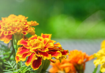 Orange marigold flowers and foliage. French marigolds in the garden in soft green blurred background.