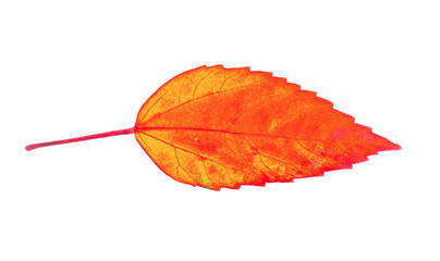 autumn leaf isolated on transparent png