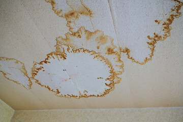 Moisture damage on the wallpapered ceiling in an older rental apartment in need of renovation,...