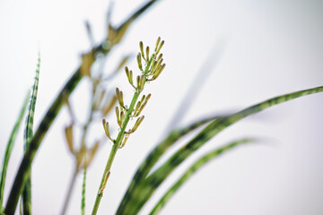 Inflorescence and buds with nectar drops of a potted Sansevieria Fernwood Mikado (snake plant), the...