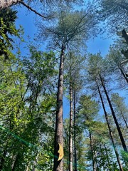 trees in the forest Romania