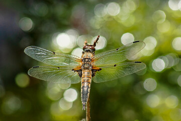 Plattbauchlibelle