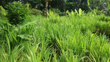 Farm Grass for Feed Sheep Goats Cows