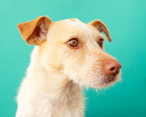 Portrait of a podenco breed dog on a blue background. 