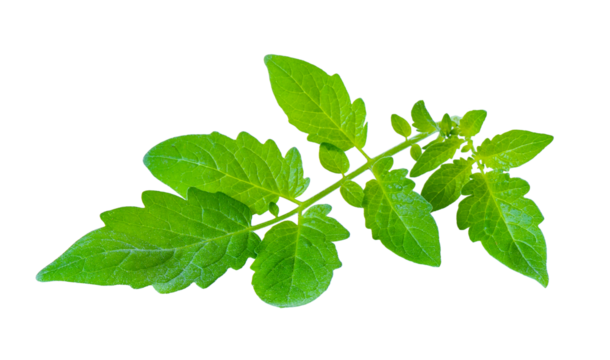Tomato leaf closeup isolated on transparent png