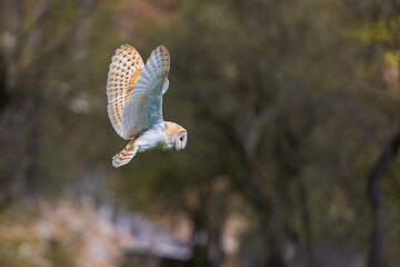 A little owl flies through the forest between the trees.