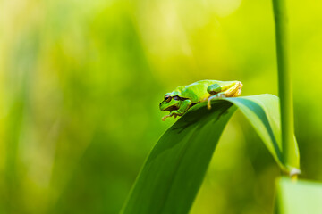Hyla arborea - Green tree frog on a stalk. The background is green. The photo has a nice bokeh. Wild photo