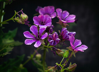 natural abstraction background banner leaves neon colors