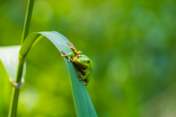 Hyla arborea - Green tree frog on a stalk. The background is green. The photo has a nice bokeh. Wild photo