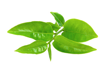 Green tea leaf isolated on transparent png