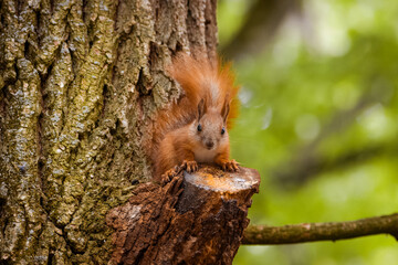 Lovely Squirrel looks into a camera. A red squirrel sits on the branch of a tree and looks into a camera before drinking a tree sap. Close-up portrait of a red squirrel with green background.
