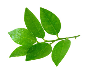lime leaf isolated on transparent png