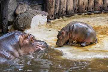 Flusspferd Baby mit seiner Mutter in einem Zoo