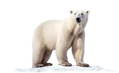 Foto op Canvas Polar bear on a white background. Generative AI. © Curioso.Photography