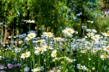 Cute useful medicine chamomile on a sunny green meadow in forest park