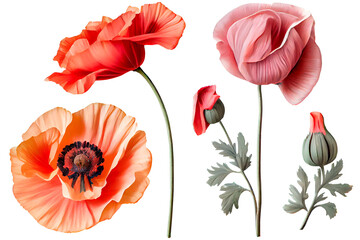 Set of watercolor poppy flowers as a design element. Generative AI.