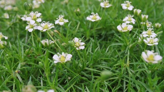 A blooming Irish moss (Sagina subulata) Aurea lawn. Tiny white flowers on green moss meadow