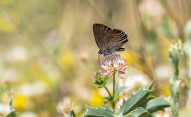 Great Slovenian butterfly (Satyrium ilicis) on plant