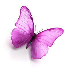 Fototapeta na wymiar Pink butterfly , isolated on white