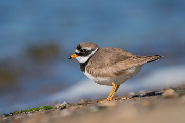 Common ringed plover