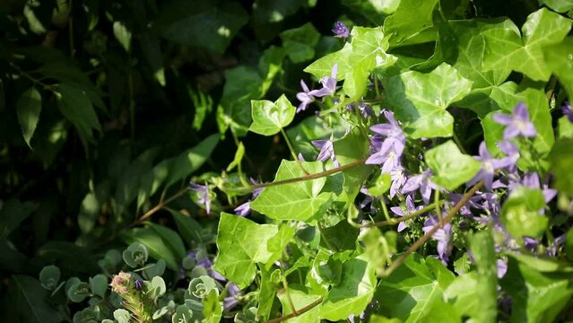 Violet flowers in an ivy with shadow and sunlight in the garden in summer