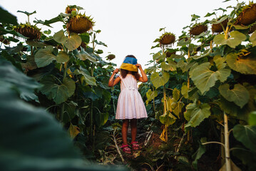 A girl in a white dress poses with a yellow-blue flag of Ukraine in a sunflower field. Little Ukrainians. Children are our future. Independence Day.
