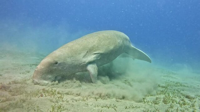 Close up portrait of Sea Cow (Dugong dugon) grazing on the seabed, slow motion