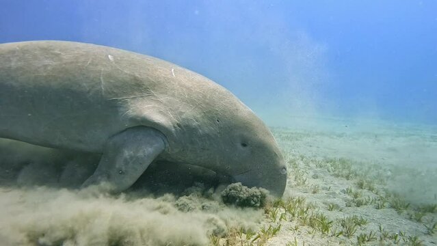 Close up portrait of Sea Cow (Dugong dugon) grazing on the seabed, slow motion