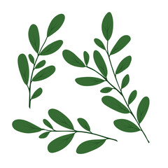 A single isolated twig with leaves on a white background