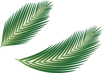 Palm leaves on a transparent background