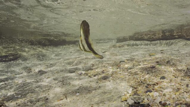 Baby Bat fish swims in surf zone on sunny day, Slow motion. Juvenile Batfish (Platax orbicularis) swimming under waves over sandy bottom in coastal zone in brightly sunrays