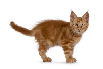 Obraz premium Majestic red Maine Coon cat kitten, standing up side ways. Looking towards camera. Isolated on a white background.