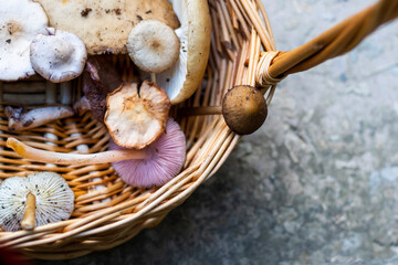 Forest mushroom basket