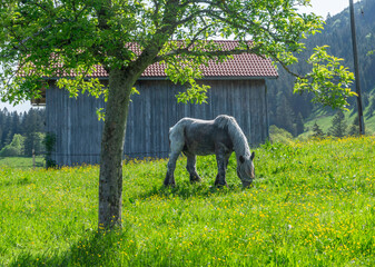 Belgisches Kaltblut Pferd auf idyllischer Wiese im Allgäu: Hübsches Zugpferd, Brauereipferd