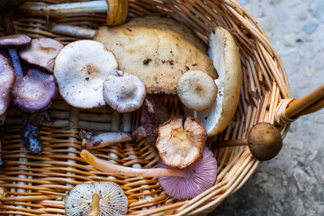 Forest mushroom basket