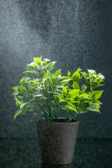 Top view of flower pot on light on dark background with free space